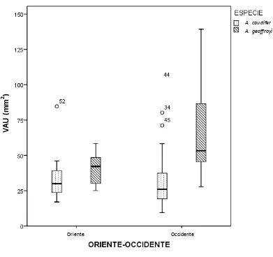 Figura 8. Gráfico de caja para el área de la vellosidad del uropatagio VAU de A. 