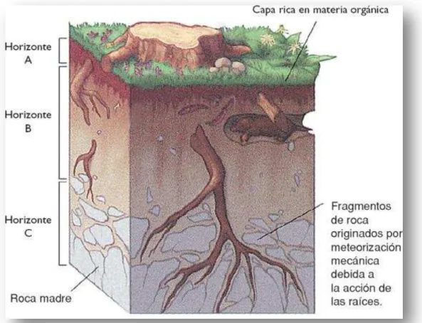 Figura 1.1. Perfil del suelo [5] 