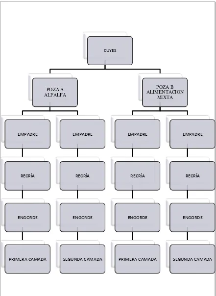 Figura 4.1. Diagrama explicativo de la organización de las pozas.  