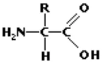 Figura 1.4.  Estructura básica de un aminoácido 