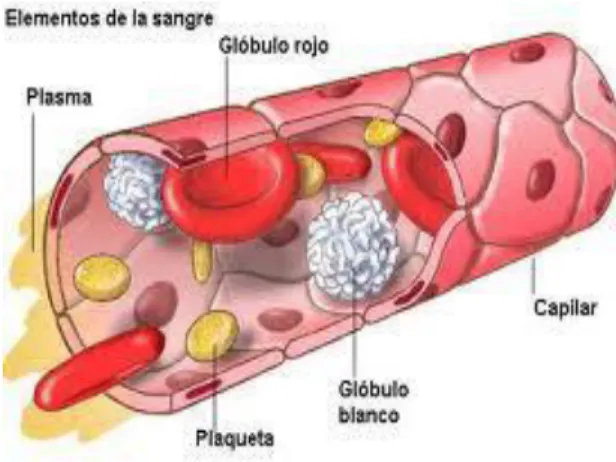 Figura 1: Componentes de la sangre tomada de: 