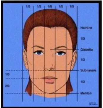 Ilustración 1. - Relaciones proporciones faciales 