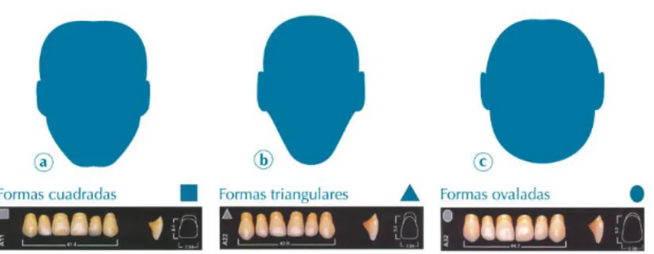 Ilustración 9.- Relación de la forma de la cara y los incisivos centrales superiores según la  Teoría armónica de Williams