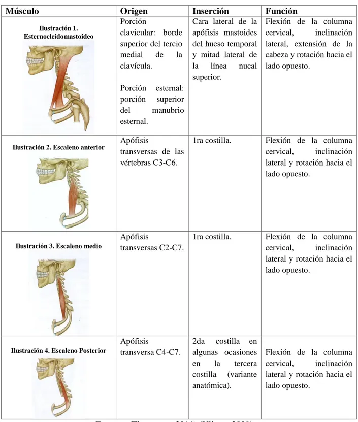 Tabla 1. Músculos de la flexión 