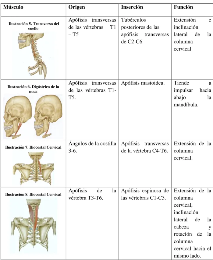 Ilustración 7. Iliocostal Cervical  Ángulos de la costilla  3-6.  Apófisis  transversas de la vértebra C4-T6