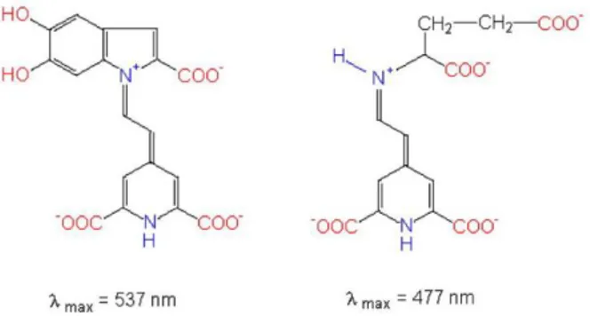 Fig. 8 Fórmula general de las betacianinas (rojo-púrpura) y de las betaxantinas (amarillo)