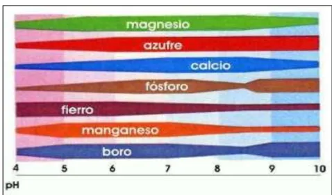 Gráfico Nº 2  Absorción de nutrientes según pH 