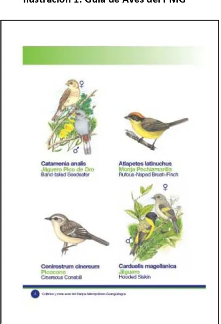 Tabla 3: Participantes en las visitas guiadas para la observación de aves en el PMG 
