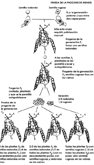 Figura 2: Experimentos de Mendel. Barahona y Pińero (1994). Genética: La Continuidad de la vida