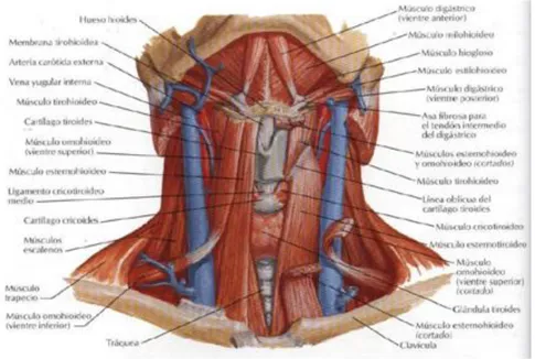 Fig. 5. Cirugía de Glándula Tiroides 