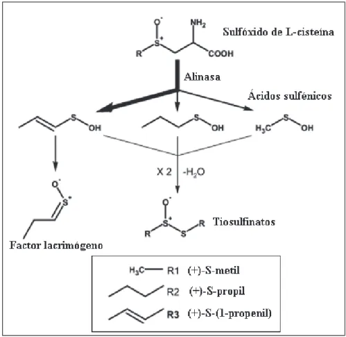 Figura 1.2. Formación de tiosulfinatos mediante la ruptura celular en una cebolla  (Eady et al., 2008, p