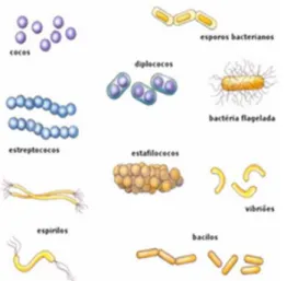 Figura  1:  Morfología  de  las  bacterias.  Tomado  de: 