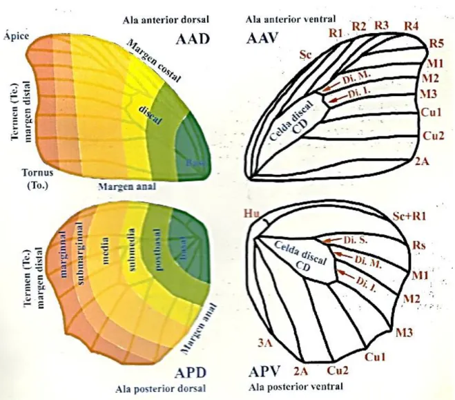 Figura 1.  Zonas o áreas que dividen las alas  (Le Crom et al 2004). 