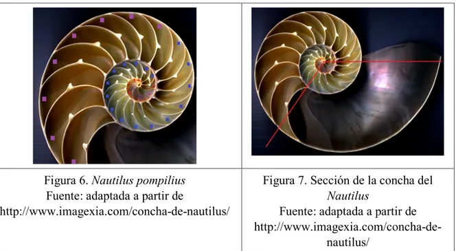 Figura 7. Sección de la concha del  Nautilus 