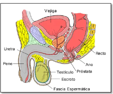 Gráfico No 1 Próstata 