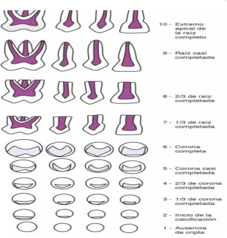 Gráfico Nº 1.  Tabla de dentición permanente 