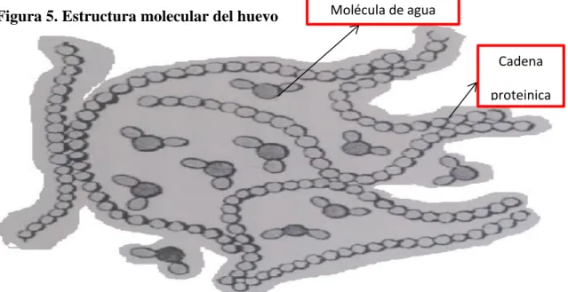 Figura 5. Estructura molecular del huevo 