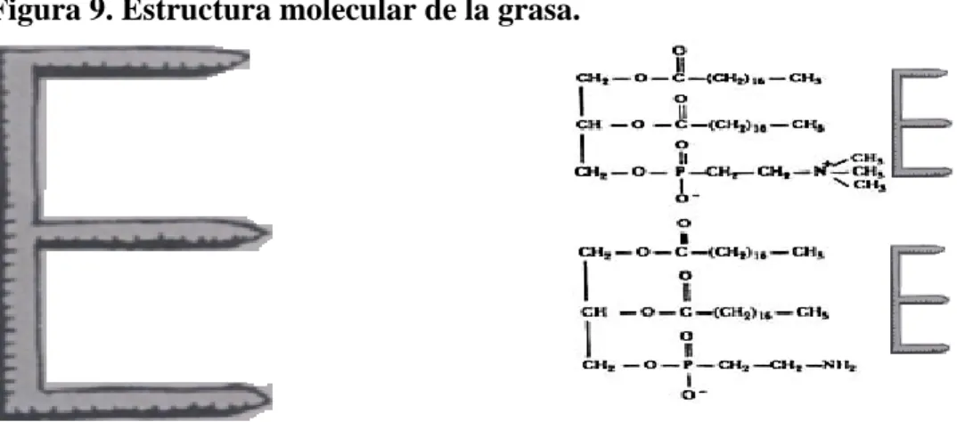 Figura 9. Estructura molecular de la grasa. 
