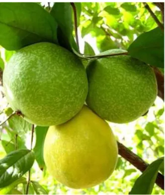 Figura 1. Fruto de arazá 