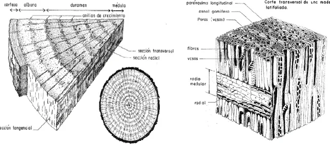 Gráfico 3 Estructura Anatómica de las maderas latifoliadas (Tropicales) Fuente: Manual de Diseño para Maderas del Grupo Andino 