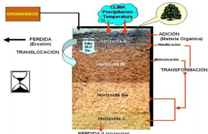 Figura 7: Horizontes del suelo. 