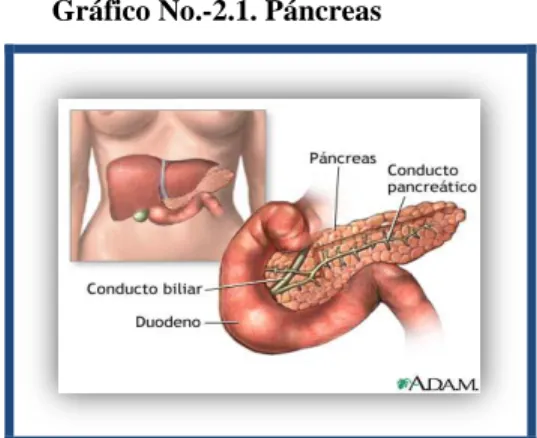 Gráfico No.-2.1. Páncreas