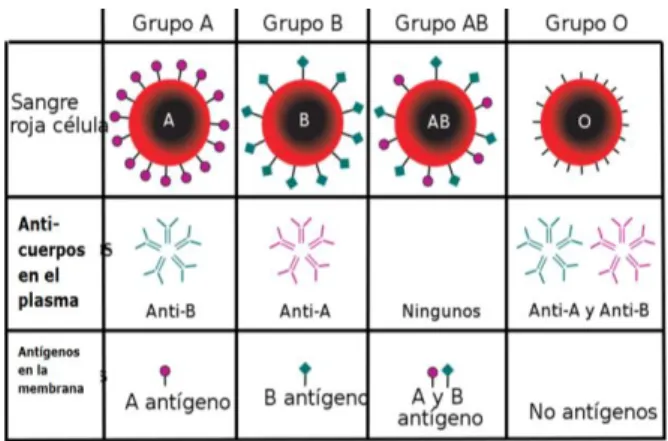 Gráfico N° 2.5. Anticuerpos presentes en el Plasma. 