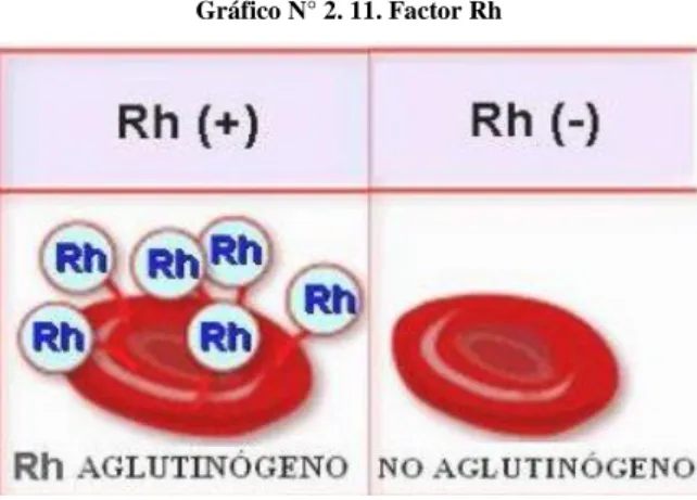 Gráfico N° 2. 11. Factor Rh 