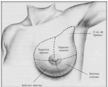 Figura N° 2. 1 Anatomía del seno de una mujer  Fuente: www.needgoo.com/anatomia-de-la-mama/# 