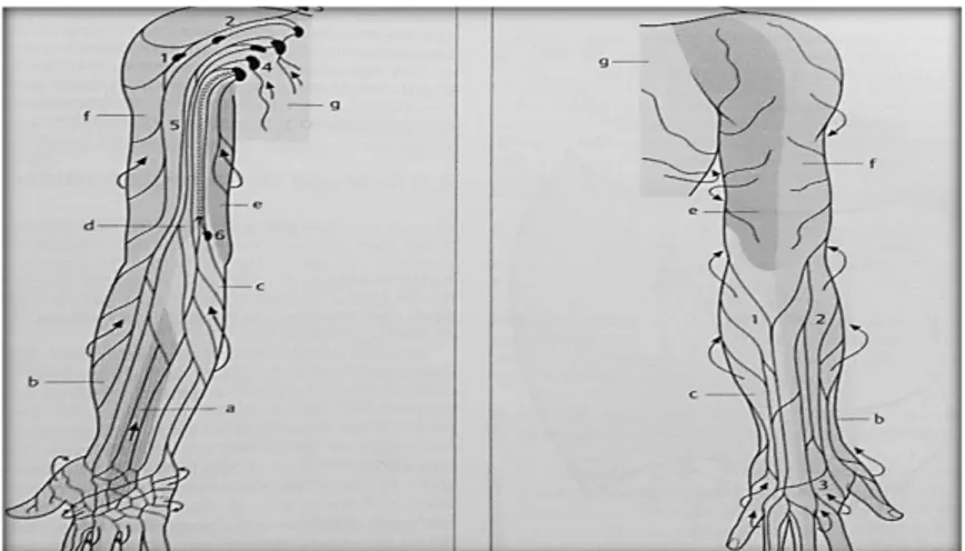 Figura N° 2. 4 Sistema linfático superficial de  miembro superior. a) Corriente  medial del antebrazo, b) Corriente radial, c) Corriente cubital d) Corriente medial 