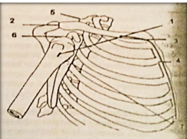 Figura N° 2. 9 Articulaciones de hombro: 1) Articulación glenohumeral, 2)  Articulación  acromioclavicular,  3)  Articulación  esternoclavicular,  4)  Articulación  costoesternal,  5)  Articulación  costovertebral,  6)  Articulación  suprahumeral, 7) Artic