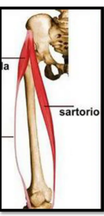 GRÁFICO N° 39: Semimembranoso y Semitendinoso 