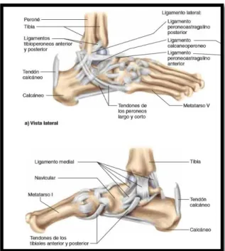 GRÁFICO N° 41: Vista lateral y medial de la articulación del tobillo 