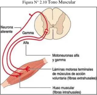 Figura N° 2.10  Tono Muscular 
