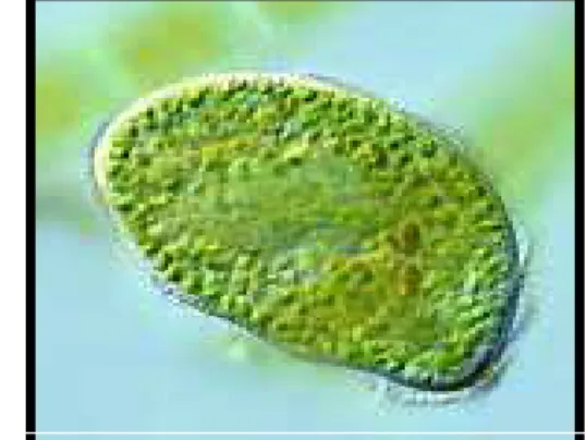 Figura 2.Parameciumbursaria.Fotografía tomada  de 