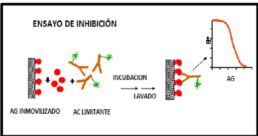 Figura N° 5: IRMA ENSAYO DE INHIBICIÓN. 