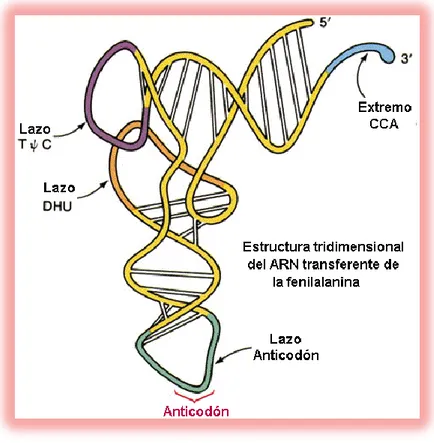 Figura N°2.7.- ARN TRANSFERENCIA 