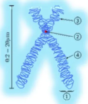 Figura N°2.11.-  ESTRUCTURA DEL CROMOSOMA. 