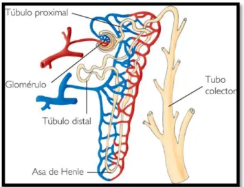 Gráfico 12.- Estructura de la nefrona 