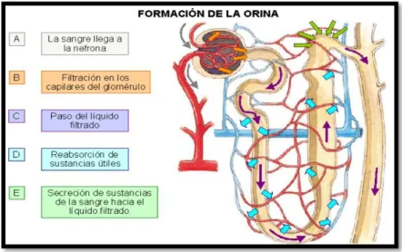 Gráfico 13.- Formación de la orina 