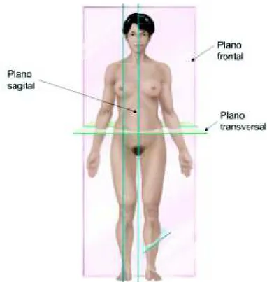 Figura 1.1. Planos del cuerpo humano.