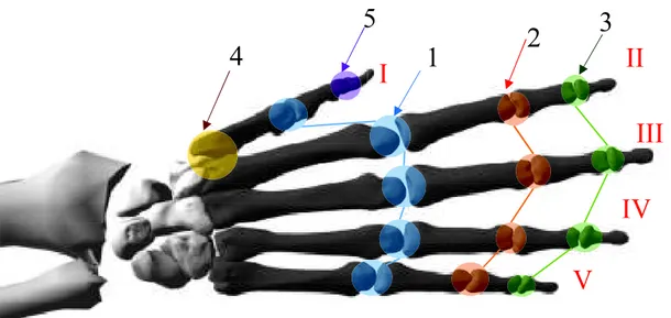 Figura 1.3. Articulaciones de la mano. 