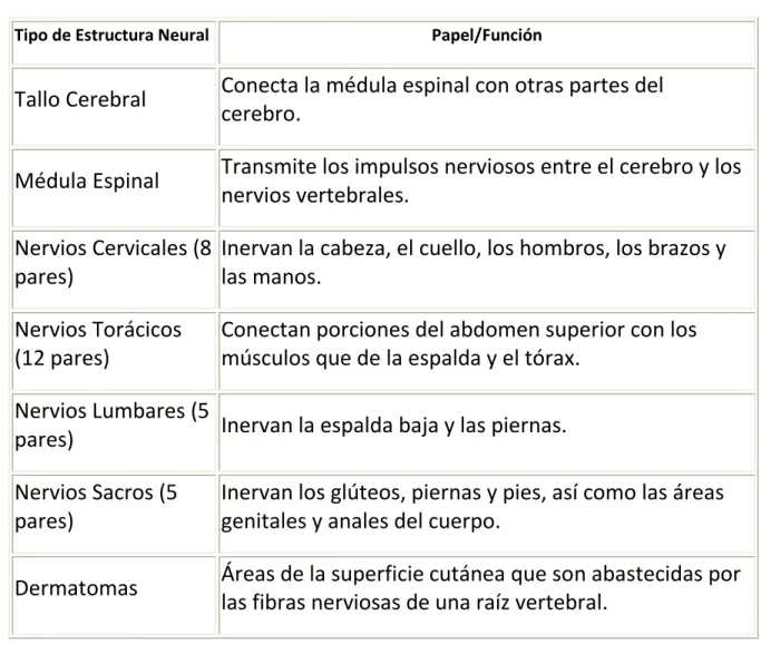 Cuadro 2 Estructura neural y funciones. 