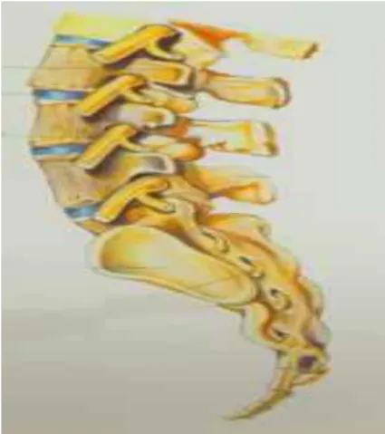 Fig. 4 Parte final de la columna vertebral 