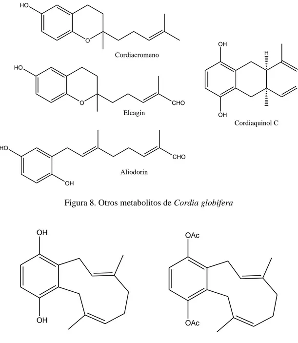 Figura 8. Otros metabolitos de Cordia globifera 