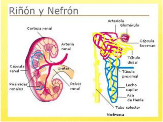 Ilustración 2.4 Riñón y Nefrón   Fuente: www.anatomiayfisiologíahumana.com 