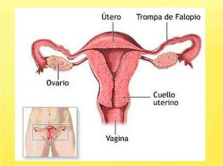 Ilustración 2.9 Aparato Reproductor Femenino  Fuente: www.anatomiayfisiologíahumana.com 