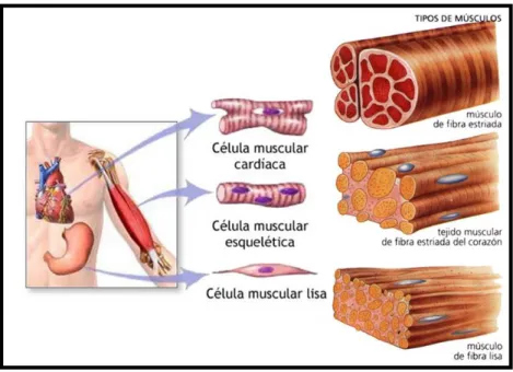 Figura  7.2 Tipos  de  músculo  del cuerpo  humano  Fuente:  www.geralmuanbiologia.weebly.com  Elaborado  por:  www.geralmuanbiologia.weeb ly.co m 
