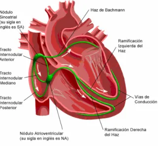 Figura 1.1. Sistema Eléctrico del corazón. 