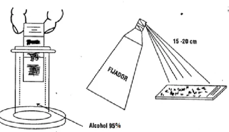 Figura 3.  Fijación con spray  y con alcohol al 95 %  